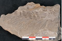Foto (Detailansicht) von Asterophyllites equisetiformis Br. (NHMW-GEO-2024-0188-11002)